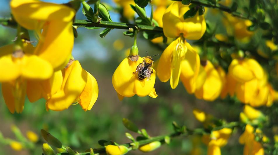 Bee on gorse bush